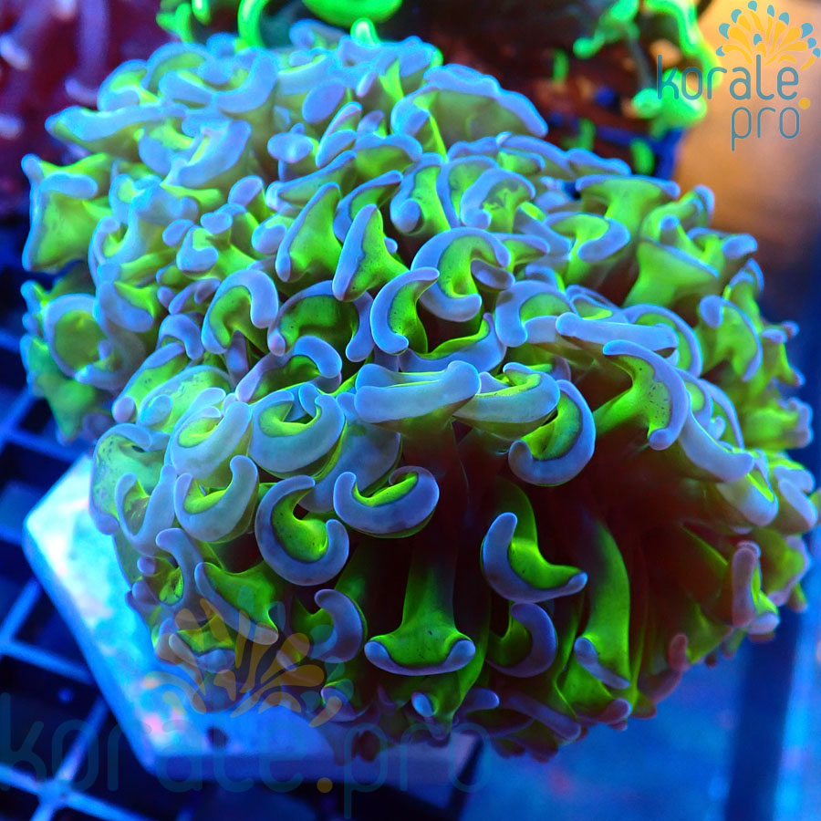 euphyllia ancora