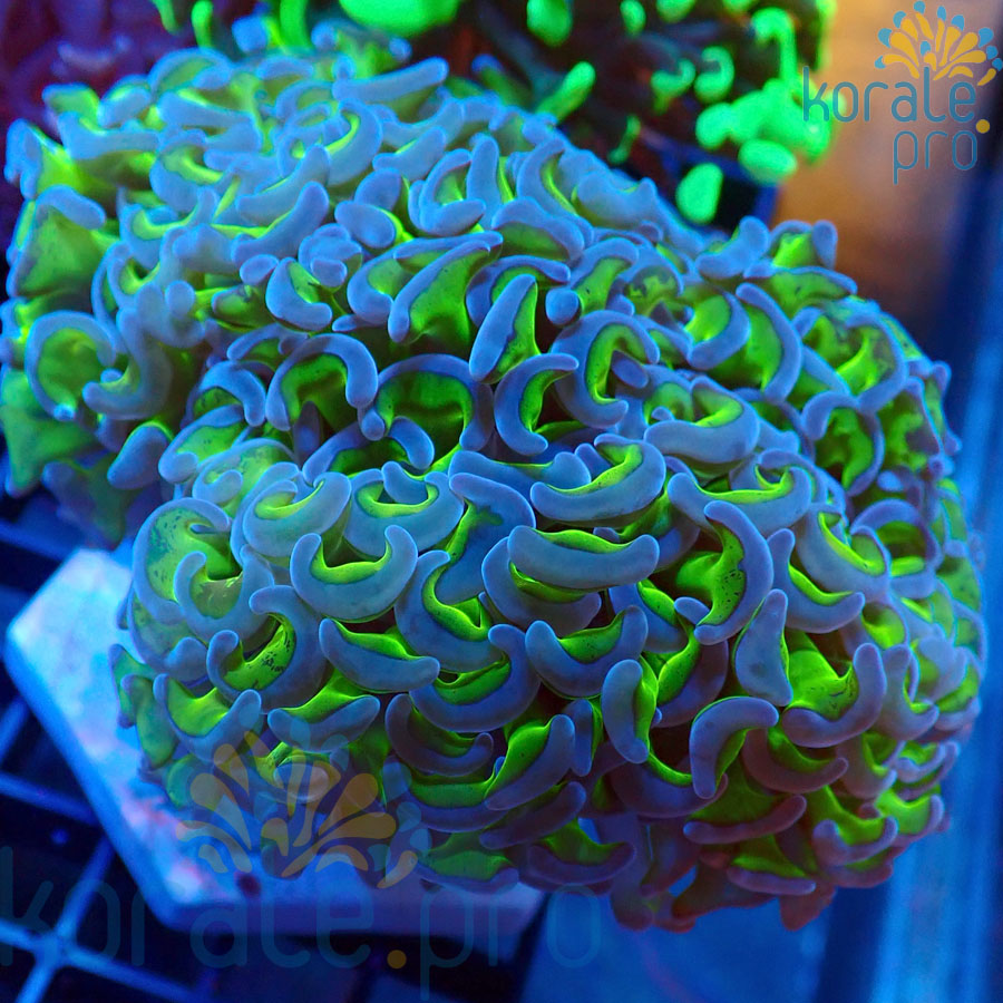 euphyllia ancora