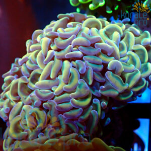 euphyllia ancora