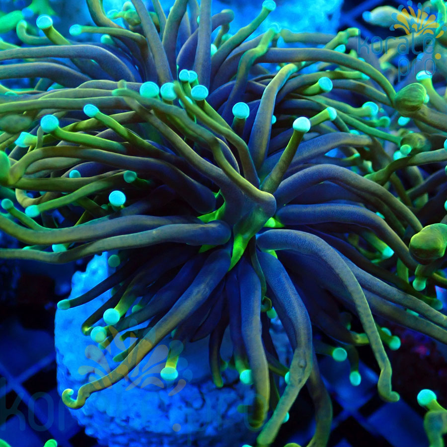 euphyllia glabrescens dragon soul