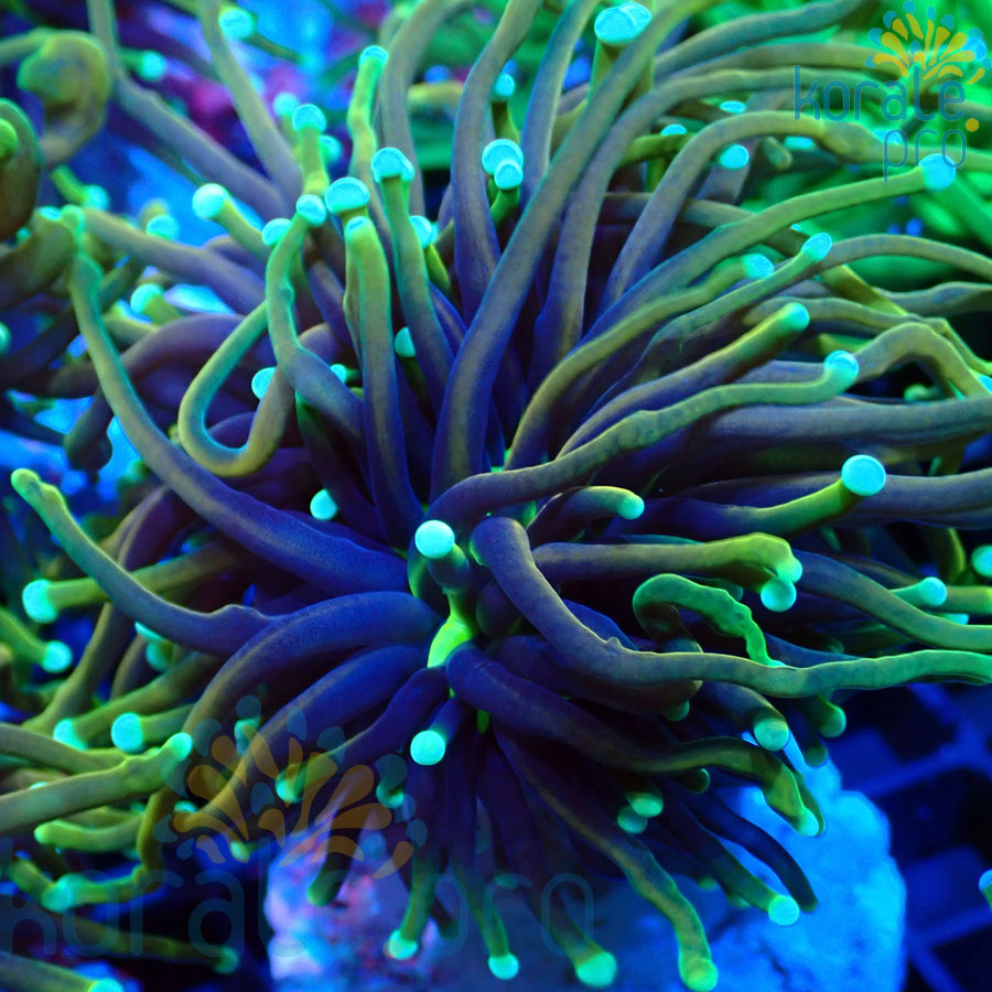 euphyllia glabrescens dragon soul