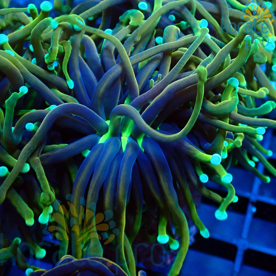 euphyllia glabrescens dragon soul