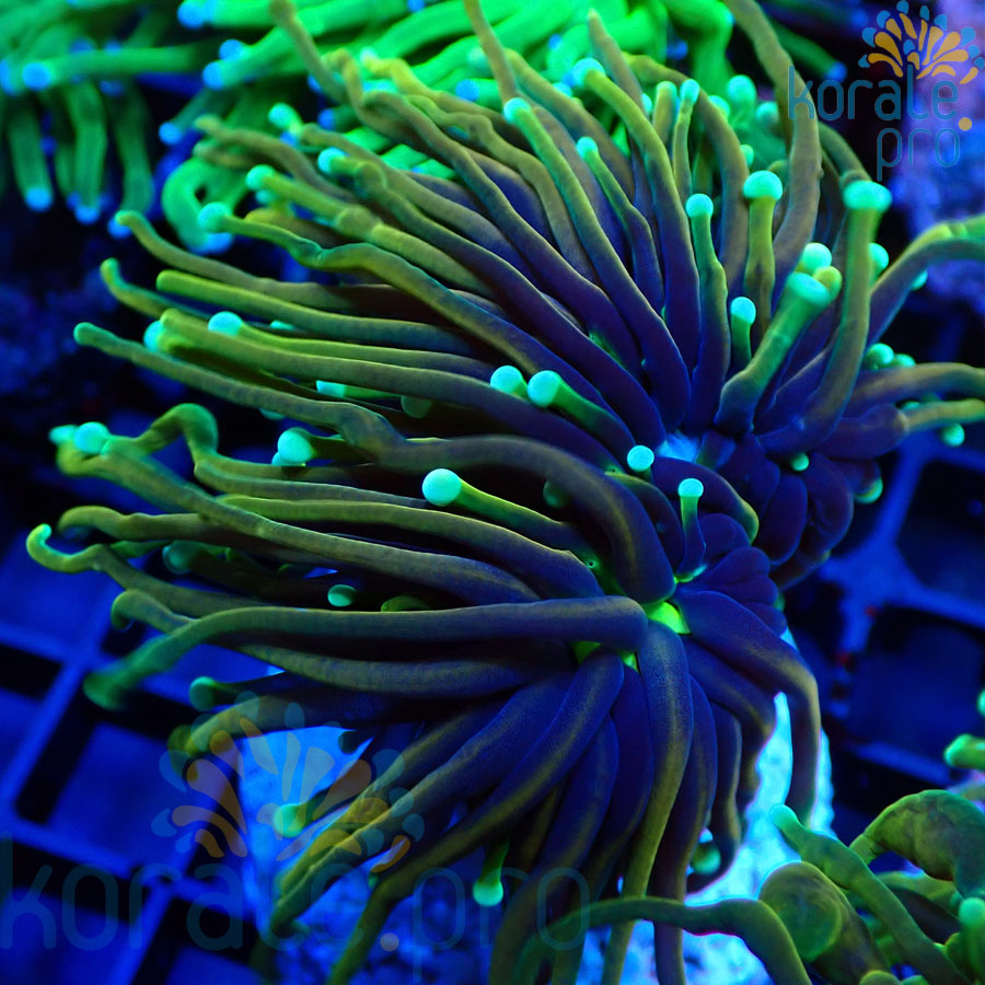 euphyllia glabrescens dragon soul