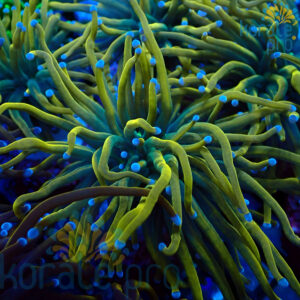 euphyllia glabrescens rapunzel