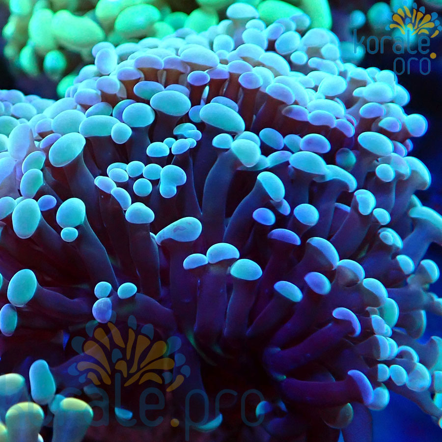 euphyllia paraancora blue