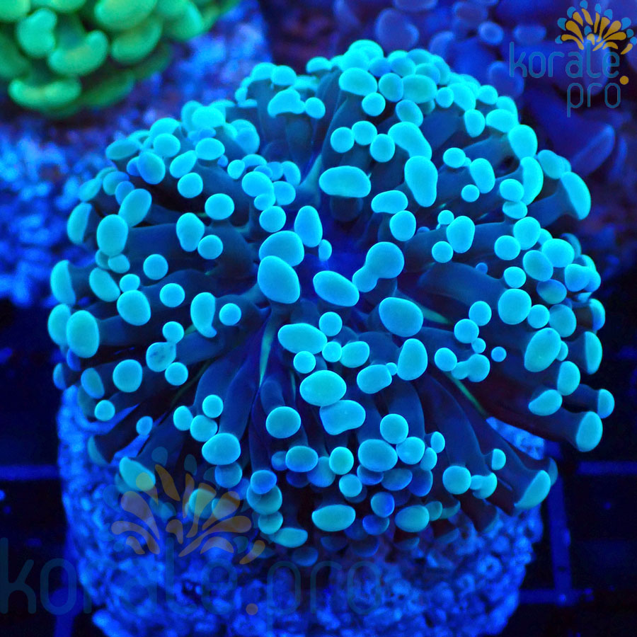 euphyllia paraancora blue