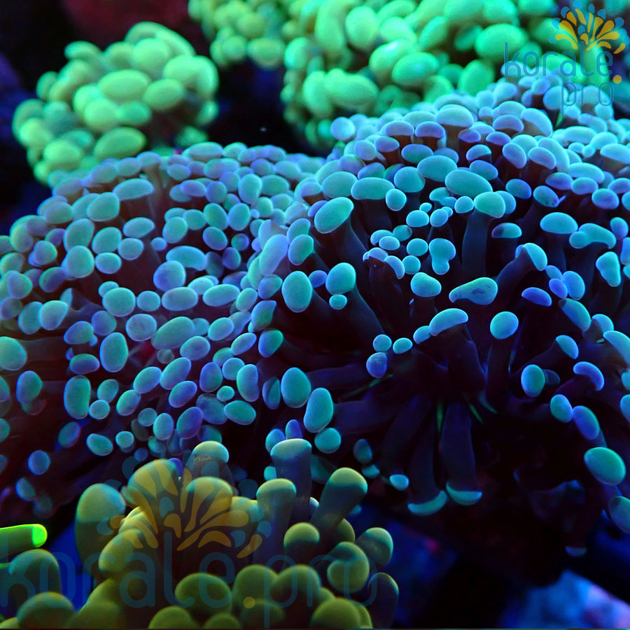 euphyllia paraancora blue