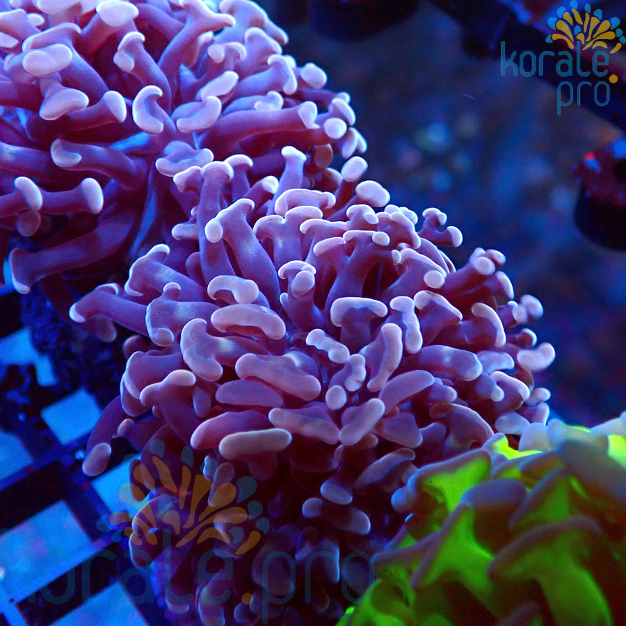 euphyllia paraancora hammer