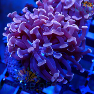 euphyllia paraancora hammer