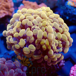 euphyllia paraancora orange
