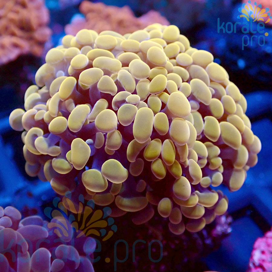 euphyllia paraancora orange