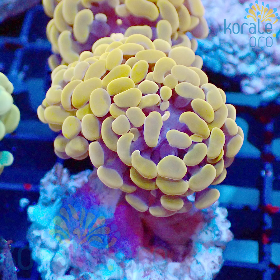 euphyllia paraancora orange