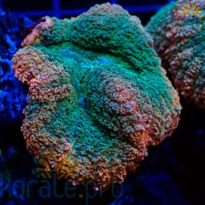 lobophyllia brain coral