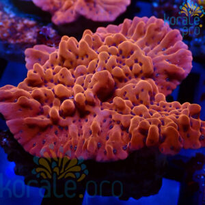 montipora danae premium