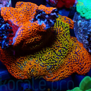 montipora danae rainbow