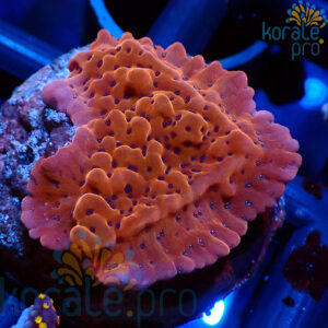 montipora danae premium