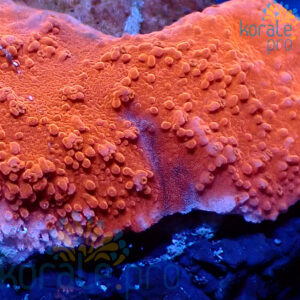 montipora ultra red