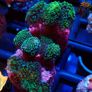 stylophora pistilata green